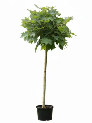 Produktbild von Acer platanoides "Globosum"- Hochstamm, Kugelahorn, Höhe: 250 cm, Stammhöhe: 180 cm
