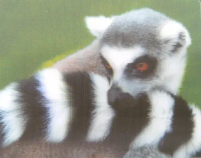 Produktbild von 3 D Ansichtskarte Katta, Postkarte Wackelkarte Hologrammkarte Tiere Tier Lemur