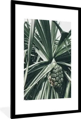 Produktbild von MuchoWow® Gerahmtes Poster Kaktus - Grün - Tropisch 60x90 cm - Poster mit Schwarzem Bilderrahmen Wandposter Rahmen Foto Bilder - Dekoration - Wandposter Wohnzimmer - Hochwertig