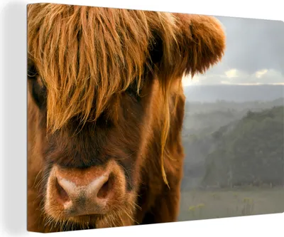 Produktbild von OneMillionCanvasses® - Leinwandbilder - 140x90 cm, Schottisches Hochlandrind - Natur - Porträt, Wandbilder Wohnzimmer Hochland Rind - Tier Wanddekoration - Hochland Rind - Kuh - Gemälde auf Holzrahmen