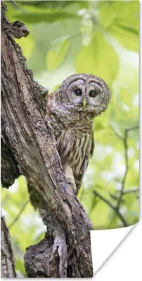 Produktbild von MuchoWow® Poster Eule - Wald - Licht 20x40 cm - Plakat - Foto