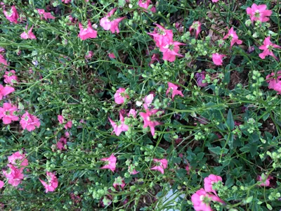 Produktbild von 6 x Diascia hybr. 'Ruby Field' – Doppelhörnchen - Topf 9x9 cm