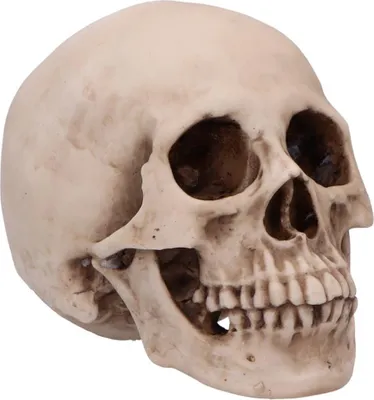 Produktbild von Antiker Craniology Totenkopf als Wohnaccessoire