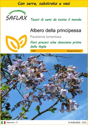 Immagine prodotto di SAFLAX Insieme di coltivazione - Albero della principessa - 200 semi - Paulownia