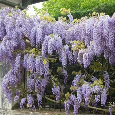 Produktbild von Bloomique - Wisteria Sinensis Prolific - Blauregen Kletterpflanze - Blau - Kletterpflanzen - Gartenpflanzen - Winterhart - 50-70 cm Hoch - Topf 15 cm
