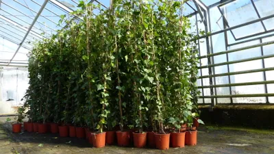 Produktbild von 30 Stück Efeu Hedera helix 180 - 200 cm Pyramide Säule winterhart Kletterpflanze Hecke Sichtschutz blickdicht