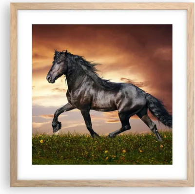 Produktbild von Gerahmtes Poster - Rahmen in heller Eiche - Pferd Tier Wiese - 40x40 cm - Wand Bild - Wanddeko - Wandbilder - Kunstposter - Wandposter - Bilderrahmen - Bilder - Kunstdruck - Wandbild - P2NAC40x40-2608