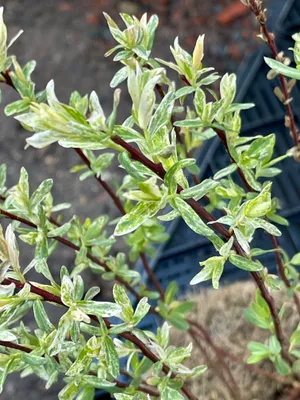 Image de Salix integra 'Flamingo'® - Saule 30- 40 cm - conteneur