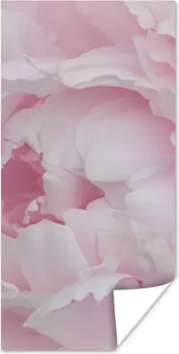 Produktbild von MuchoWow® Poster Nahaufnahme und Draufsicht einer rosa Pfingstrose 20x40 cm - Plakat - Foto