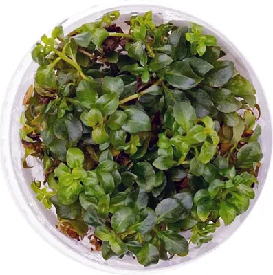 Zdjęcie produktu dla Roślina InVitro - Ludwigia Repens Mesakana Eco Plant