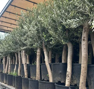 Produktbild von Olivenbaum "Angebot" 150 - 180 cm, beste Qualität, winterhart, Olea Europaea