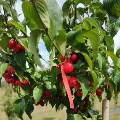 Produktbild von Kornelkirsche 'Marceli', rote Früchte, 30 cm hoch, 2 Liter Topf, widerstandsfähige Sorte