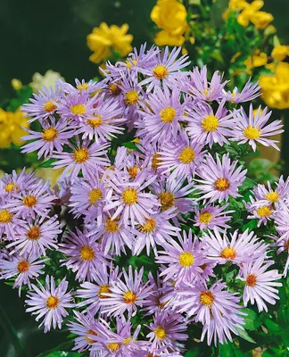 Produktbild von Kissen-Aster Silberteppich, im Topf - Aster dumosus