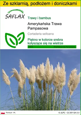 Zdjęcie produktu dla SAFLAX - Zestaw do uprawy - Amerykańska Trawa Pampasowa - 200 Nasiona - Z mini szklarnią, podłożem uprawowym i 2 doniczkami - Cortaderia selloana
