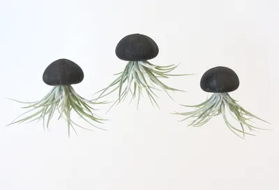 Produktbild von Seeigelgehäuse Urchin schwarz mit Tillandsie Kammi 3er Set