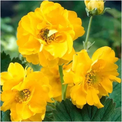 Produktbild von Stauden Gänge 10 x Geum chiloense 'Lady Stratheden / Goldball‘ - Gelber Chilenische Nelkenwurz - Sonniger Charme mit endloser Blühfreude