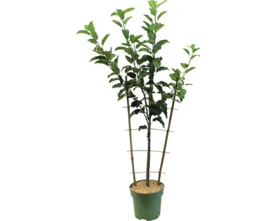A potted plant with multiple stems and leaves, supported by stakes.