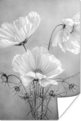 Produktbild von MuchoWow® Poster Stilleben - Blumen - Schwarz und weiß - Mohn - Botanisch 80x120 cm - Papierdruck