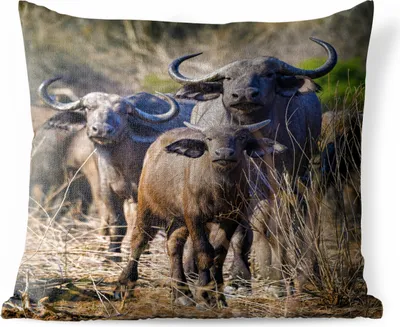 Produktbild von MuchoWow® Outdoor Kissen - Gruppe von neugierigen Büffeln - 50x50 cm - Wetterfest - Lounge Kissen - Komfortabel - Kissen mit Bild