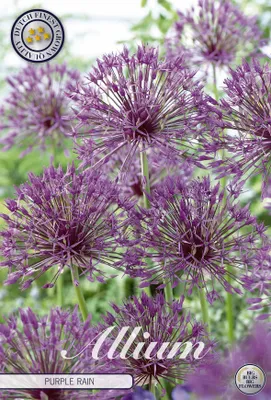 Artikelbild 2 von 'Zierlauch Purple Rain (5 Stück)' aus der Kategorie Zierlauchzwiebeln / Allium