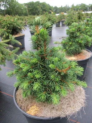 Produktbild von Picea abies Mikulasovice - Mecky-Rotfichte - 20-25