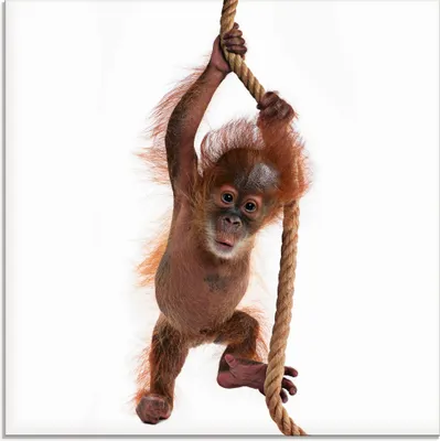 Produktbild von ARTland Glasbild Baby Orang Utan hängt am Seil I Größe: 30x30 cm