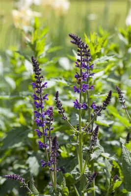 Produktbild von Salvia nemorosa 'Mainacht', Steppensalbei, violettblau, ca. 9x9 cm Topf