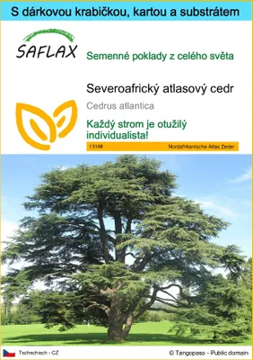 Obrázek produktu pro SAFLAX Dárková sada - Severoafrický atlasový cedr - Cedrus atlantica - 20 Semena - S dárkovou krabičkou, přepravním štítkem, dárkovou kartou a pěstebním médiem
