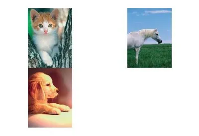 Produktbild von herlitz Zeichnungsmappe/Sammelmappe DIN A3, Motiv: Tiere