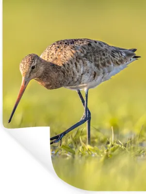 Produktbild von MuchoWow® Wandtattoo Wandsticker Wandaufkleber Vögel - Gras - Landschaft - Uferschnepfe 90x120 cm Selbstklebend und Repositionierbar - Faltenfrei