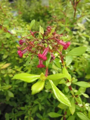 Produktbild von Andenstrauch Golden Carpet - Escallonia hybrid - 30-40cm