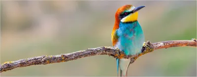 Produktbild von Wallario Poster - Vogel auf Ast, Kunstdruck Größe: 50 x 125 cm