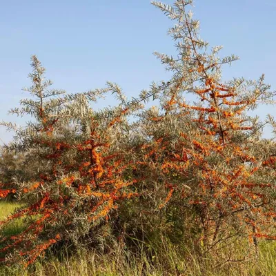 Immagine prodotto di Olivello Spinoso Orange Friesdorfer 2L