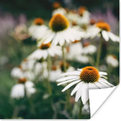 Produktbild von MuchoWow® Poster Blumen - Herbst - Botanisch 75x75 cm - Wand Dekoration