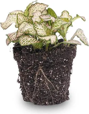 Produktbild von Fittonia Pink Tiger Mosaikpflanze Zimmerpflanze Terrarienpflanze Ø8,5cm Geschenk