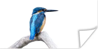 Produktbild von MuchoWow® Poster Eisvogel - Zweig - Schnabel 40x20 cm - Poster für die Wand - Poster Schlafzimmer