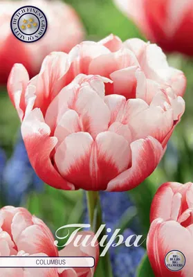 Artikelbild 2 von 'Tulpe Columbus (7 Stück)' aus der Kategorie Tulpenzwiebeln