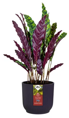 Produktbild von Blumentopf Ø 22 cm H 20,2 cm Elho The Winery Dunkelviolett Kunststoff