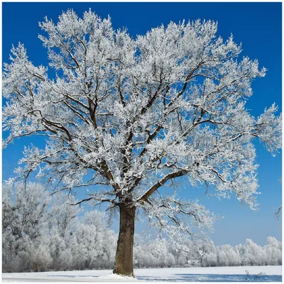 Produktbild von Wallario Premium Glasbild, freischwebende Optik, kräftige Farben, Größe 30 x 30 cm Motiv Schneebedeckter Baum mit blauen Himmel