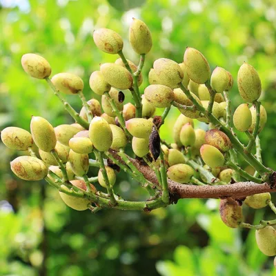 Image de Pistachier (Pistacia vera) - 5 graines