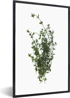 Produktbild von MuchoWow® MuchoWow® Gerahmtes Poster Aromatische Thymianzweige auf weißem Hintergrund 40x60 cm - Poster mit zchwarzem Bilderrahmen - Papierdruck - Wandbilder