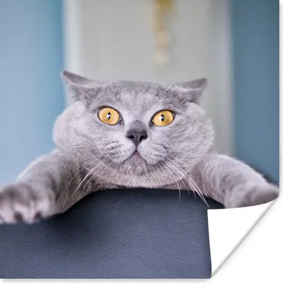 Produktbild von MuchoWow® Poster Katze - Angst - Stuhl 50x50 cm - Wohnzimmerdekoration