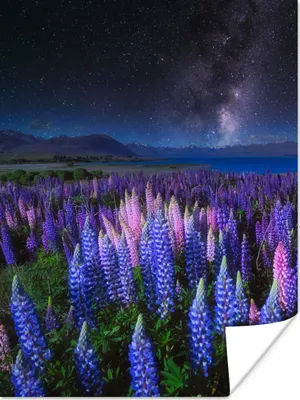 Produktbild von MuchoWow® Poster Blumen - Nacht - Lupine - Sternenhimmel - Lila - Natur 120x160 cm - Wandbilder