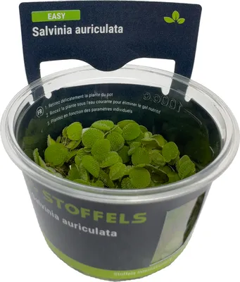 Produktbild von Stoffels Salvinia auriculata in-vitro