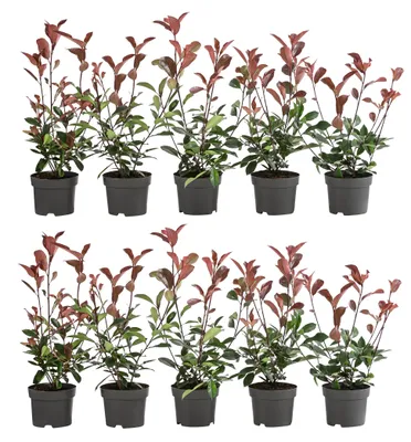 Produktbild von Dehner Purpur-Glanzmispel Red Robin, für 2 Meter Hecke, 20-35 cm, 10 x 2 l Topf, Heckenpflanze
