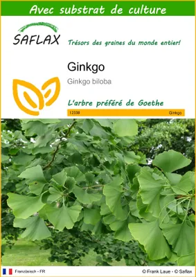 Image de SAFLAX  - Ginkgo - 4 graines - Avec substrat - Ginkgo