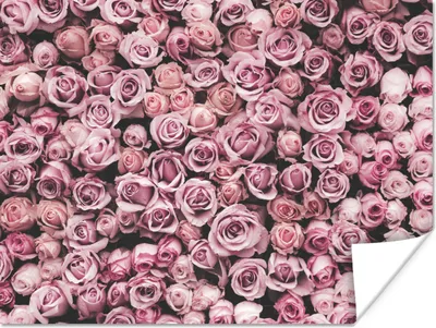 Produktbild von MuchoWow® Poster Blumen - Rosen - Natur - Rosa - Botanisch 160x120 cm - Foto Plakat