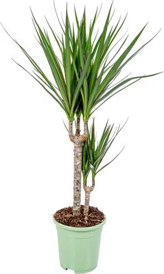 Zdjęcie produktu dla Bloomique - Dracaena Marginata - Drzewo Smoczej Krwi - Roślina doniczkowa - Oczyszczająca powietrze - Bardzo łatwa w pielęgnacji - Wysokość 60-80 cm - Doniczka 17 cm