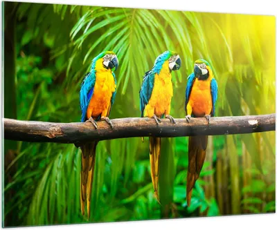 Produktbild von Bilder auf glas - Papageien Collorful Natur Vögel - 100x70cm - Glasbilder - Wandbilder - Kunstdruck - zum Aufhängen bereit - Wanddekoration aus Glas - Glas Bilder - Wandbild auf Glas - GAA100x70-2696