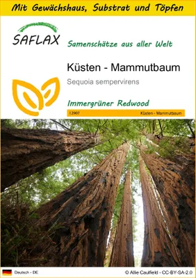 Produktbild von SAFLAX Anzucht Set - Küsten - Mammutbaum - Sequoia sempervirens - 50 Samen - Mit Mini-Gewächshaus, Anzuchtsubstrat und 2 Töpfen